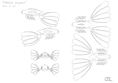 Monarch Hyneman Sketch